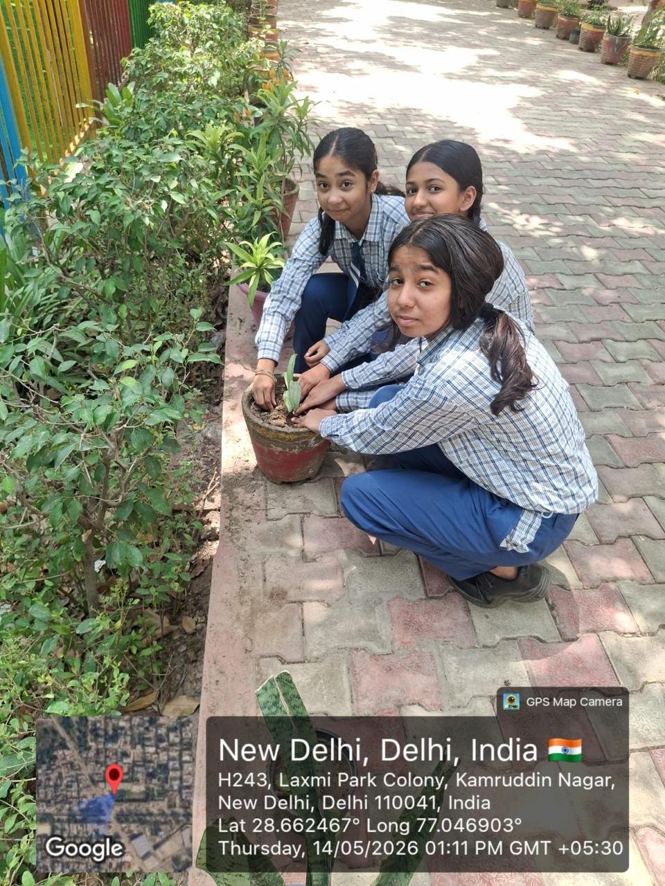 Tree Plantation
